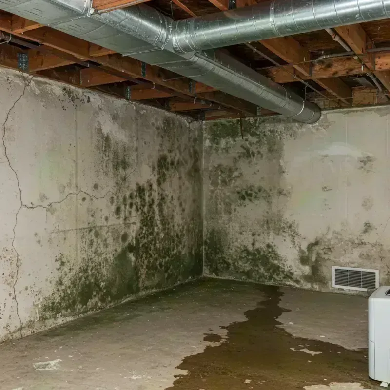 Professional Mold Removal in Sleepy Hollow, IL